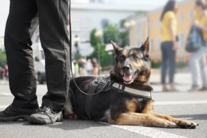 A police dog on a leash laying down next to it's handler. 